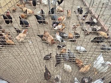 toyuq sortları: Məhsul: Ev quşları (toyuq, xoruz və hind toyuğu/ferma quşları) — 5