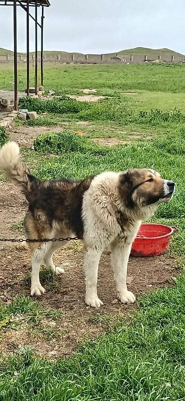 coban itləri: Qafqaz çoban iti, 1 il, Erkek — 6