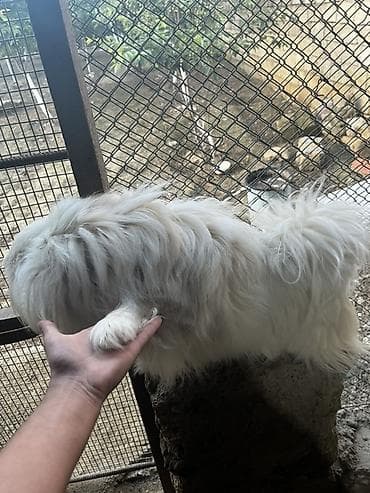ag it: Pekines — 6