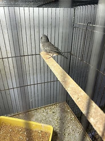 2 ayliq cuceler: Zebra amadin. Böyük növüdür. 1 cütü 40 azn. Qəfəs və yuva qarışıq — 3