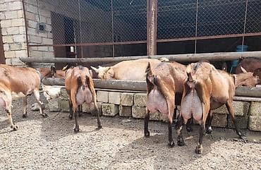 heyvan satisi: Südlük keçilər – sağlam, məhsuldar sürü Salam şəkillərdə görünən — 3