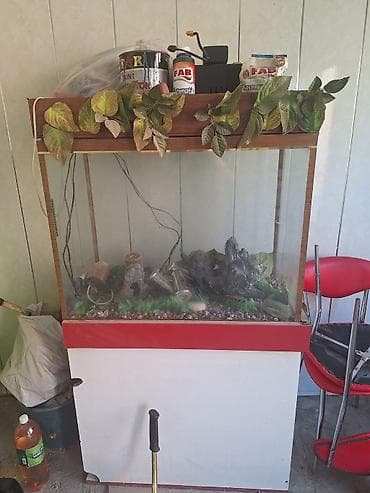 ag baliq: Dördbucaq akvarium, Boş, 100 l, Ünvandan götürmə — 2