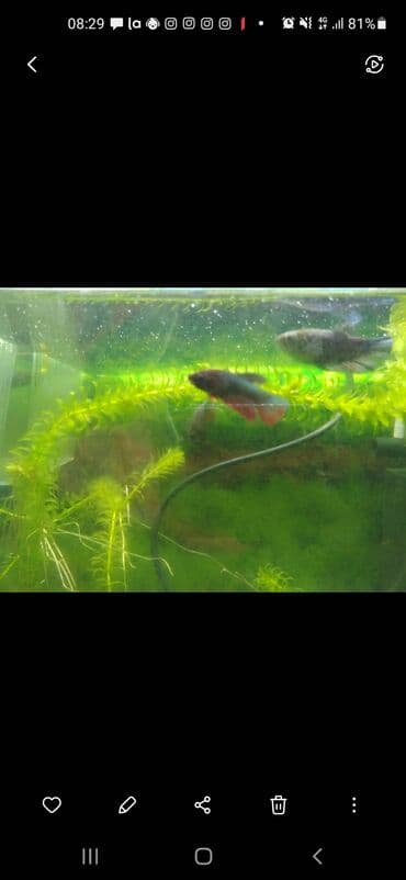 Betta (Petuşok balığı), Pulsuz çatdırılma lalafo.az -da Betta (Petuşok balığı), Pulsuz çatdırılma