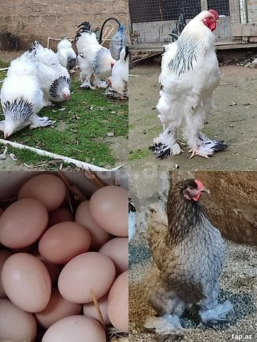 Brahma cinsi toyuqlar və yumurtaları - Cins: Brahma (ağ-qara “light” lalafo.az -da Brahma cinsi toyuqlar və yumurtaları - Cins: Brahma (ağ-qara “light”