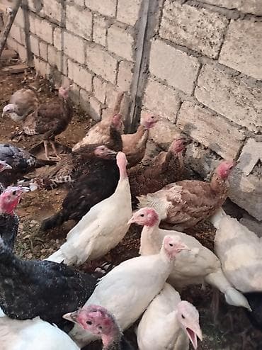 hind qusu: 3 ayliq hindusqa — 2