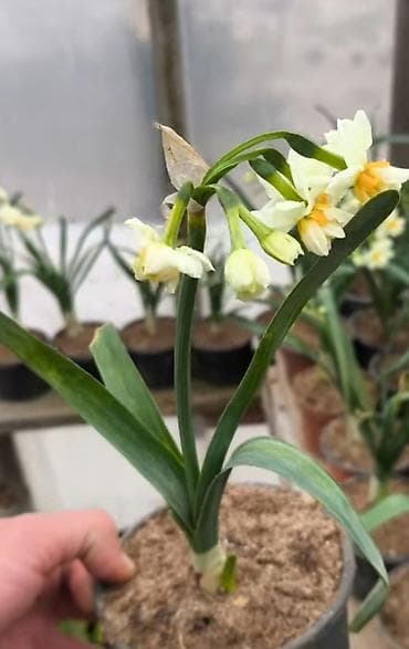 сад: Nergiz gulu sogani 1 ededi 0.20 qepik — 3