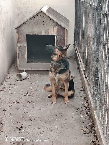 it satışları: Alman çoban iti, Erkek — 2