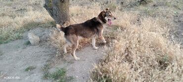 qapi iti: 3 il, Erkek, Peyvəndli, Ünvandan götürmə — 5