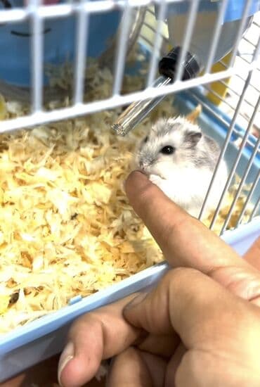 su donuzcuğu: ‼️Real alıcıya endirim olacaq ‼️Cırtdan hamster – ağ-gümüşü rəng — 2