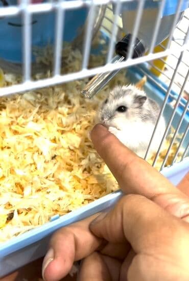 pişik evi: Dwarf hamster – tam kompakt ev heyvanı Məhsul təsviri: - Kiçik — 2
