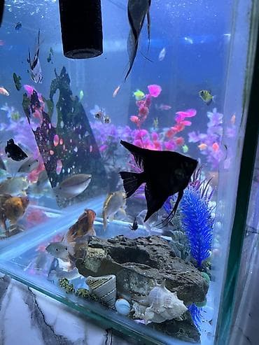 mal bazari az: Salam. akvarium əla vəziyyətdədi 30 dan çox balıq var hamısını üstə — 6