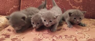 bala pişiklər: Britan, Erkək, Dişi — 10