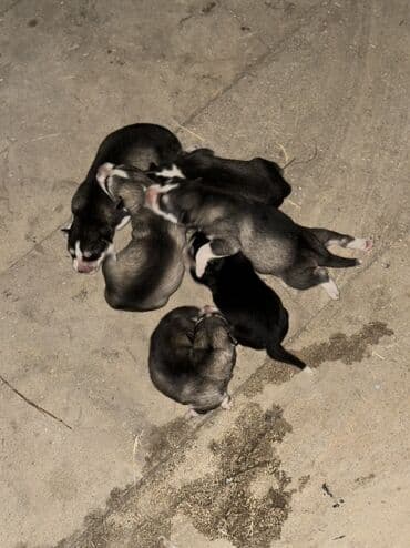 купить хаски щенка: Хаски — 4