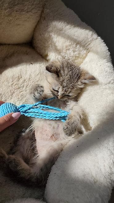 ruletka cat: Qızıl şinşilla, Erkək, Yaxşı əllərə, Ödənişli çatdırılma — 2