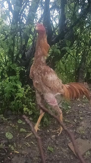 yapon xoruzu: İyulun 3 cixb çox gözəl heyvandi sağlam heyvan qızğın xoruzdu isdiyen — 5
