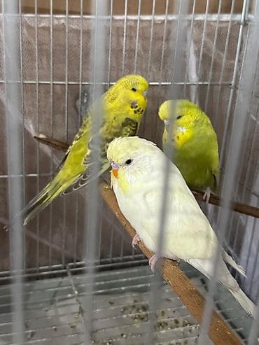 Quşlar: Cex ve vistivka quwlari vitaminli yemlerler beslenirler sağlam ve — 3