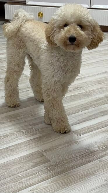 çin aslanı: Pudel, 6 ay, Erkek — 1