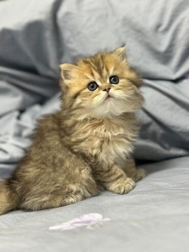 inəklərin satışı: Britan yastı qulaq, Erkək, Dişi — 9