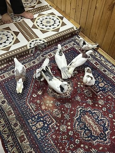 göyercinler: Biri 15 manat — 2