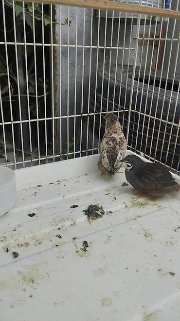 Məhsul: Bildircin cütü (dekorativ/xırda quşlar) Təsvir: - Şəkillərdə