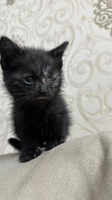 Dişi, Yaxşı əllərə