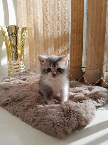 ag pişik: Britan — 1