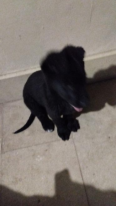 azerbaycanda it adlari: Восточные Авчарки три месяца отроду — 2