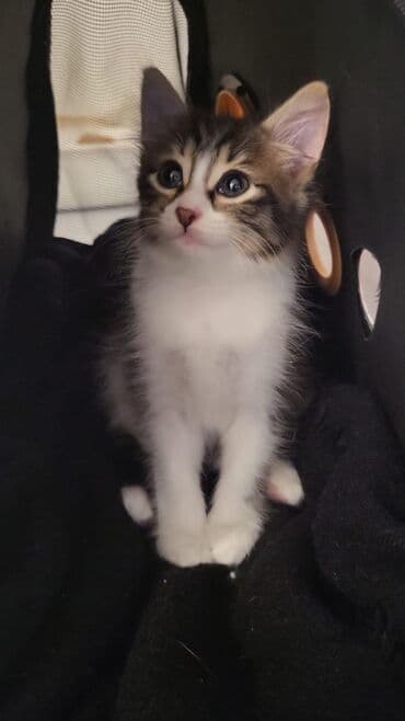 котенок в хорошие руки: Yaxşı əllərə — 2