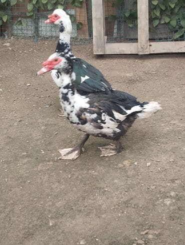 lal ördək haqqinda məlumat: Muscovy (indoutka) ördəkləri – müxtəlif rənglərdə sürü - Cins — 2