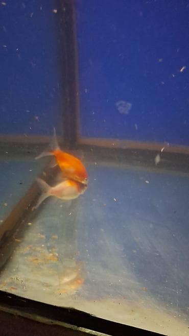 heyvalar: Dördbucaq akvarium, Balıqlarla birlikdə, 288 l, Ünvandan götürmə — 4