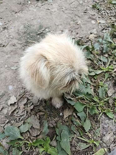 cins heyvanlar: Pekines, 1 il, Erkek, Ünvandan götürmə — 7