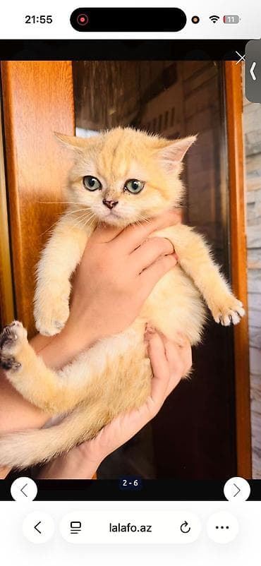 siyam pisik: Britan — 3