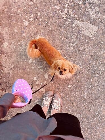 отдам собаку в хорошие руки: Пекинес, 2 года, Самка — 3