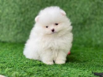 pomeran it: Şpitz, 2 ay, Dişi — 3