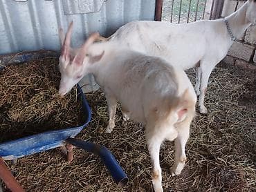 tovuz quwu: Ağ rəngli ev keçisi – 2 buynuzlu, sağlam, güclü bədən quruluşu. Yaxşı — 5