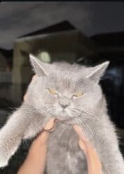 отдам в добрые руки котенка: Британская, Самец, В добрые руки, Самовывоз — 1