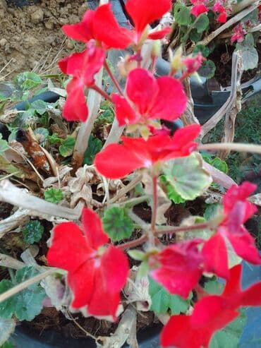 helba bitkisi faydaları: Həmişə yaşıl — 19