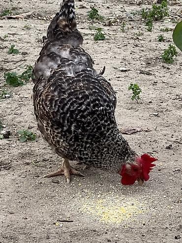 serebrist toyuqlar: Toyuq, Yumurtalıq — 3