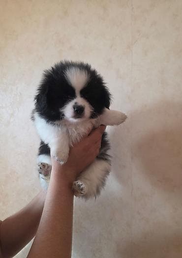 it balası satılır: Pekines, 2 ay, Dişi, Peyvəndli, Ünvandan götürmə — 4
