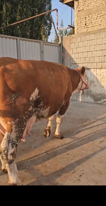 südlük inəklər: Süd yönümlü inək - Cins tipi: qırmızı-ağ rəngli, iri cüssəli süd — 1