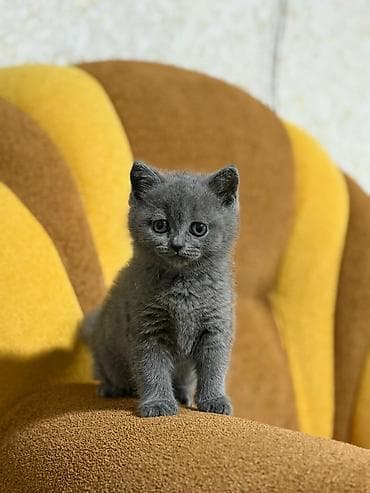 Digər heyvanlar: Britan — 2