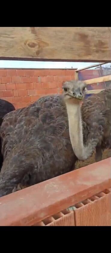 dəvə satılır: Deve quşu satılır.isdeyen eleqa saxlasın — 3