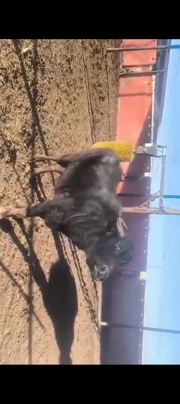 Toyota: Qisir camisdi 2700 azn — 1