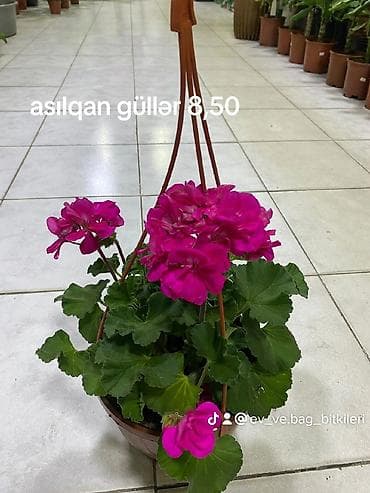 ağ zoğal: Asılqan qızılqül (qeranıum) – asma vazonda dekorativ çiçək - Növ — 2