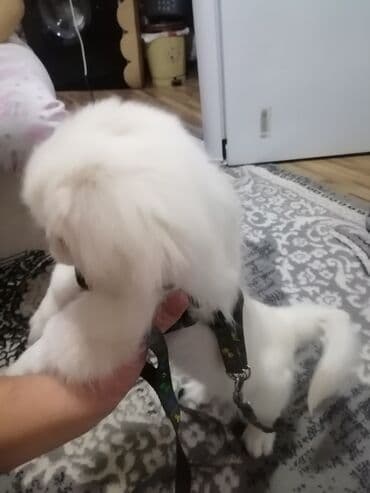 İtlər: Pekines, 4 ay, Erkek, Peyvəndli, Pulsuz çatdırılma — 4