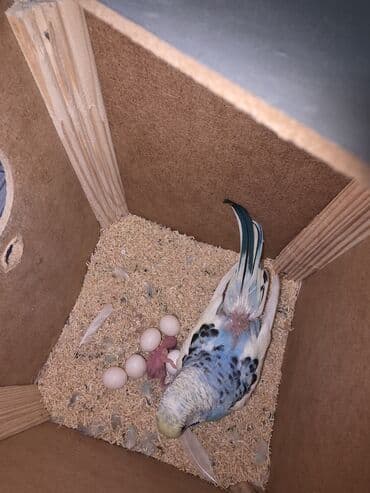 кольчатый попугай цена: Hazır cüt satılır 1 dişi, 1 erkək, 2 ətcəbala və 3 yumurta Ələ — 2