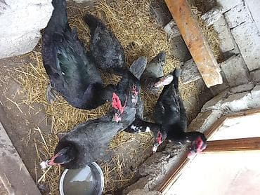 Toyuqlar: Macar ağ ordey lal satlir 3 erkey 8maya satlir munasib qiymete isdeyen — 2