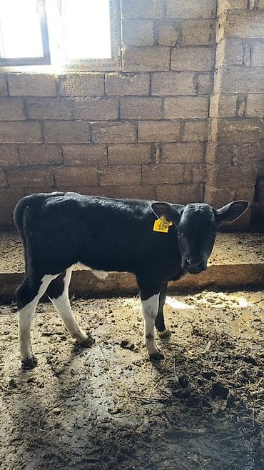 kök dana: Erkek — 2