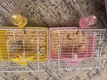 Rəngli hamster qəfəs dəsti - İki fərqli rəng variantı: sarı və — 1