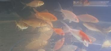 Digər heyvanlar: Qızıl balıq, Sülhsevər, Pulsuz çatdırılma — 5